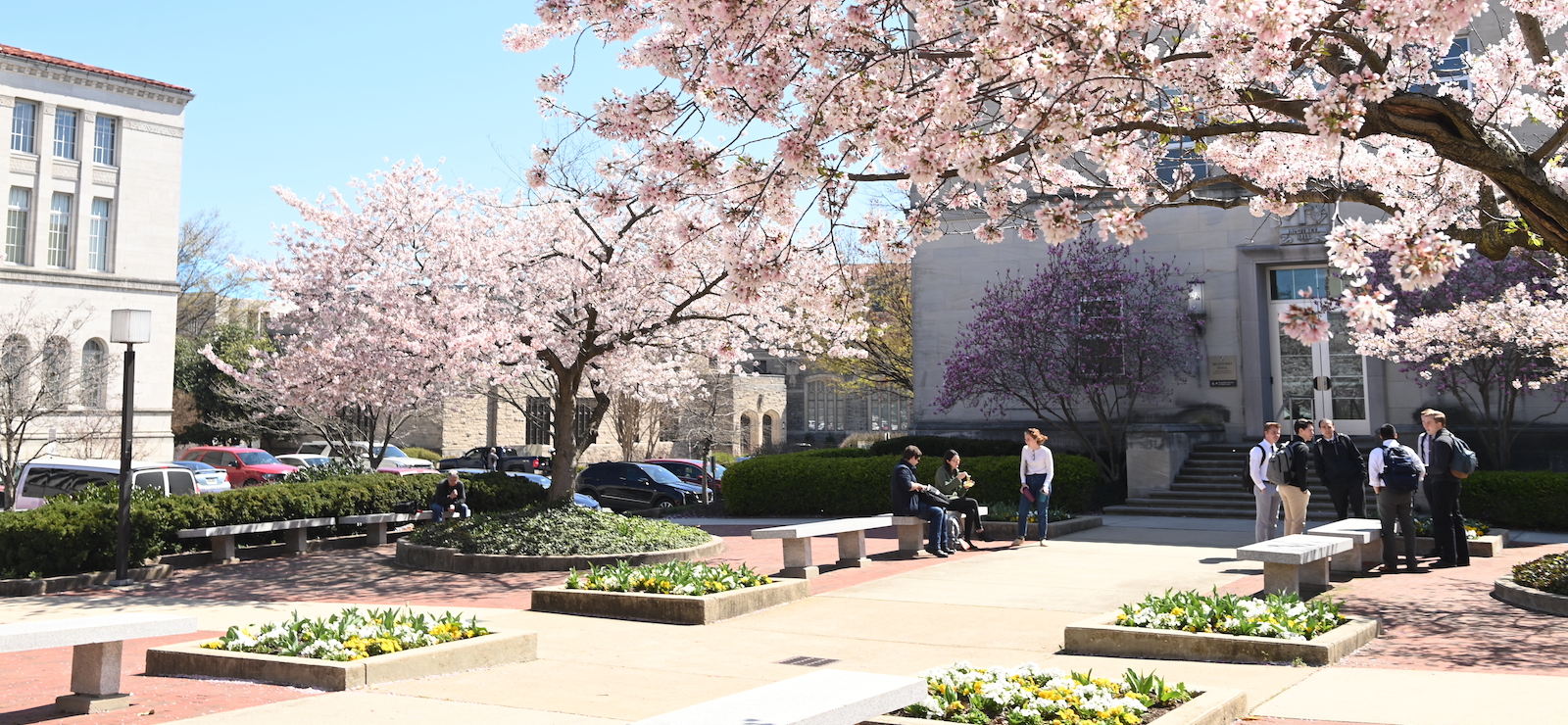 cherry blossoms in a plaza on campus 